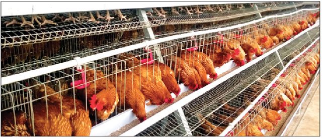 poultry-business